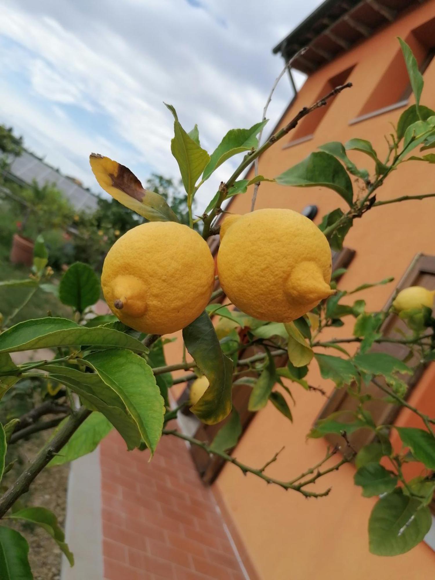 Agriturismo Borgo Stella Montespertoli Exterior foto