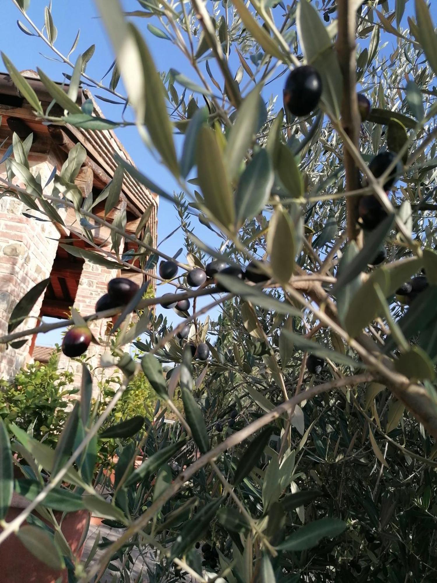 Agriturismo Borgo Stella Montespertoli Exterior foto